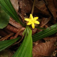 Curculigo orchioides Gaertn.